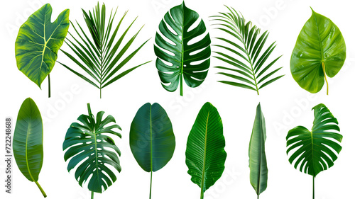 Leinwand Poster Natural of Beautiful Tropical green leaves of leaf isolated on transparent background