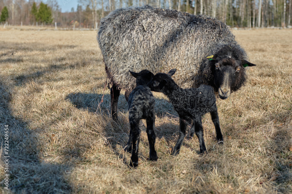 Newborn Gotland sheep lambs in a meadow on a farm in Skaraborg Sweden Newborn Gotland sheep lambs in a meadow on a farm in Skaraborg Sweden