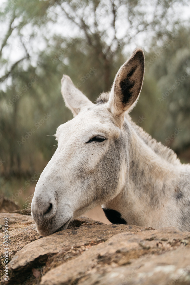 portrait of a white donkey in a field