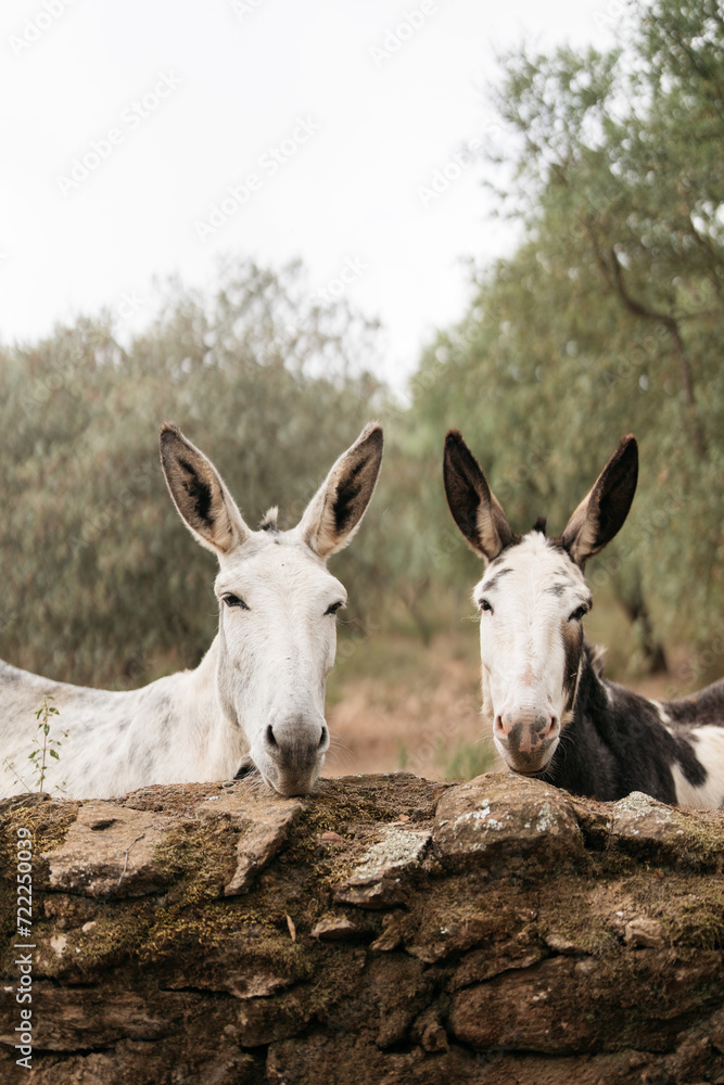 two mules together on a farm