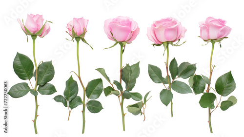 Set of pink roses leaf floral single plant on transparent background. Valentine's day. Mock up template product presentation. artwork design