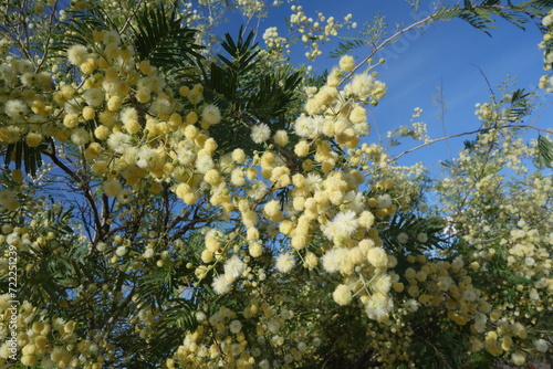 Acacia mearnsii blossom against blue sky background, close up photo