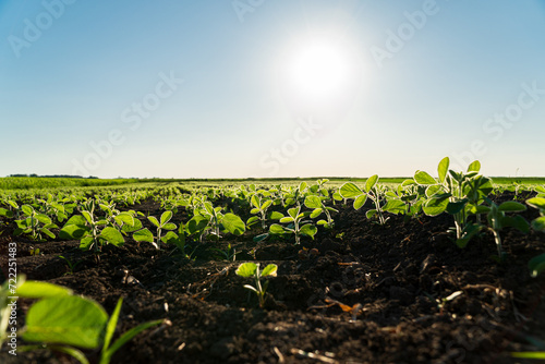 Small soybean plants grow in a field. Crops of soybean plants. Soybean seedlings. Agricultural field with plants