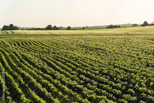Agricultural field of soybean seedlings. Soy sprouts grow in rows in a field. Cultivation of soybean plants