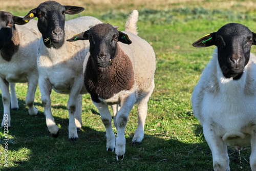 Dorper sheep lambs in a meadow on a farm in Skaraborg Sweden