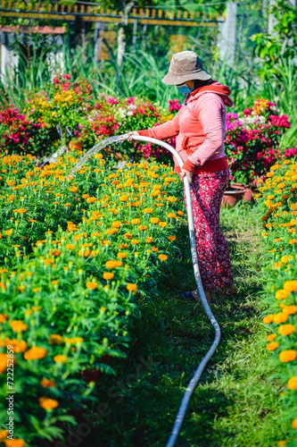 Woman working in flower fields in Ben Tre province, Vietnam. Flowers are grown to sell during Vietnam's traditional Tet holiday.