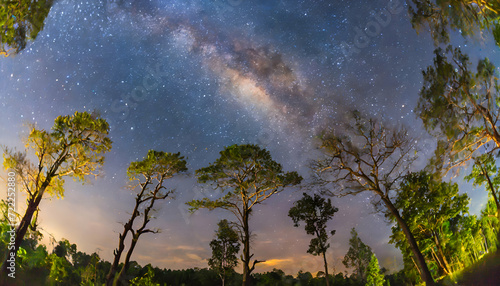 Long high tree over milky way sky