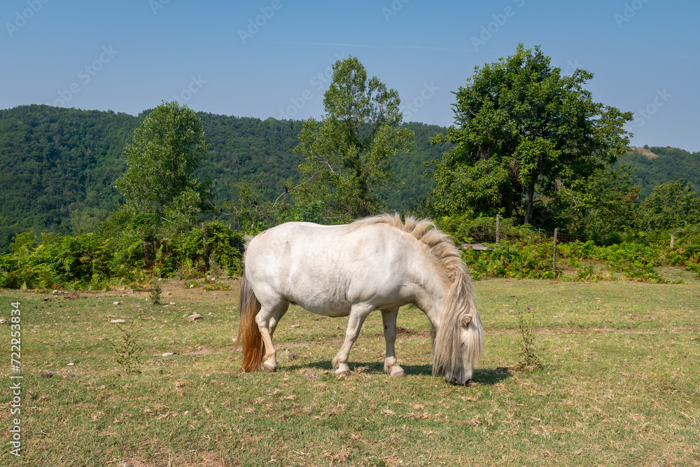 A white pony grazing inside the Langhe Safari Park which houses about 350 animals of fifty species, observable along a five-kilometer automobile route, Murazzano, Cuneo, Piedmont, Italy