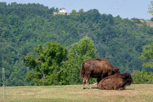 A pair of American bison, native to North America, inside the Langhe Safari Park which houses about 350 animals of fifty species, observable along a five-kilometer automobile route, Murazzano, Cuneo,  photo