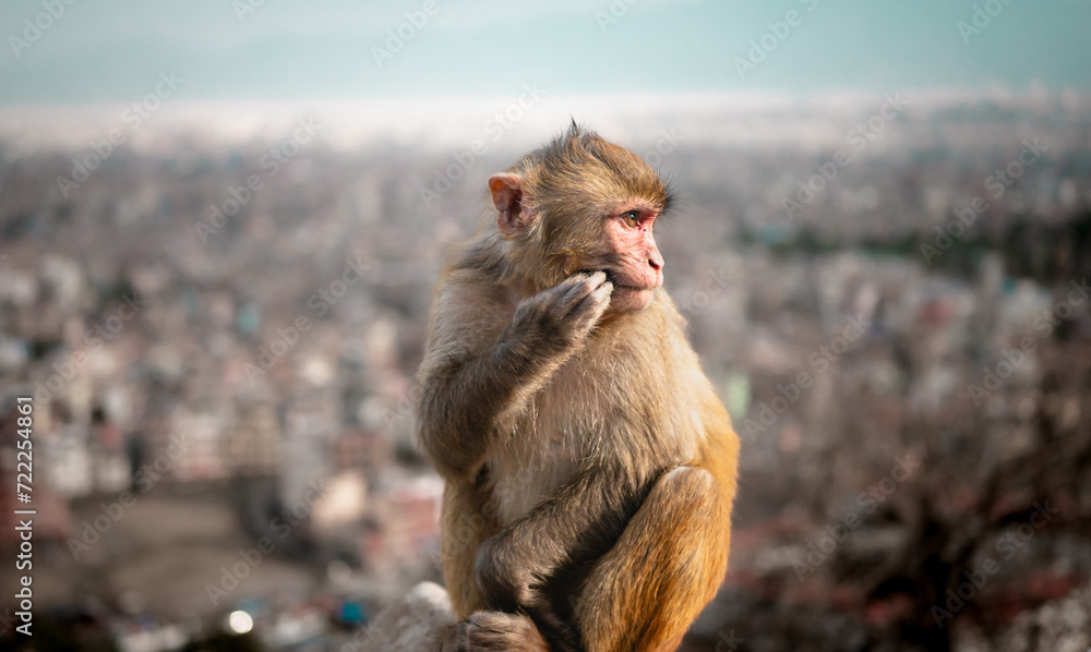 Naklejka premium Grübelnder Affe