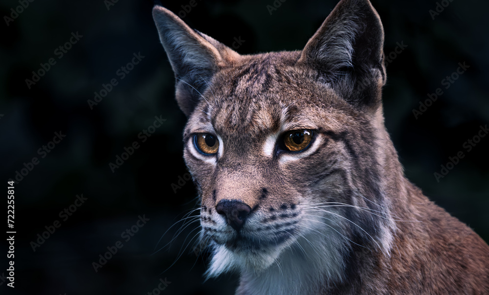 Luchs von vorne Luchs von vorne
