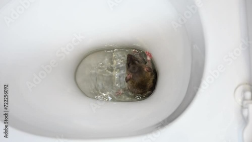 A brown rat is trying to get out of a water pipe. Rodent in a white toilet