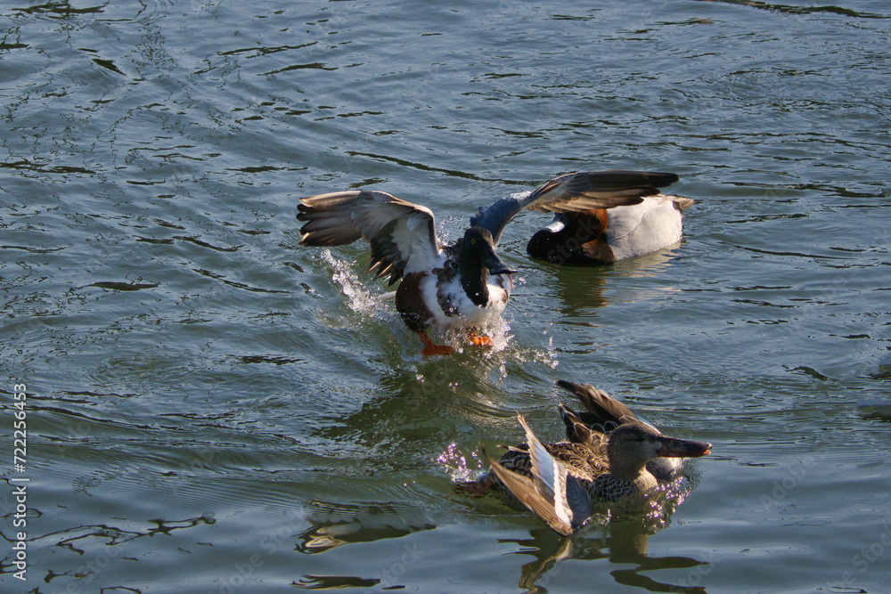 池にいる可愛い渡り鳥のハシビロガモ