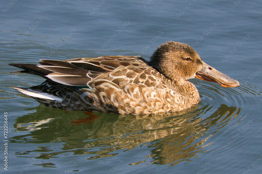 池にいる可愛い渡り鳥のハシビロガモ