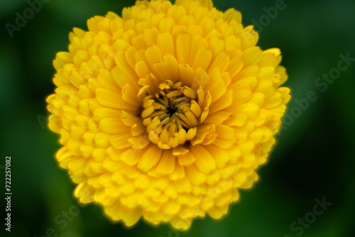 Close up on calendula flower. Macro.