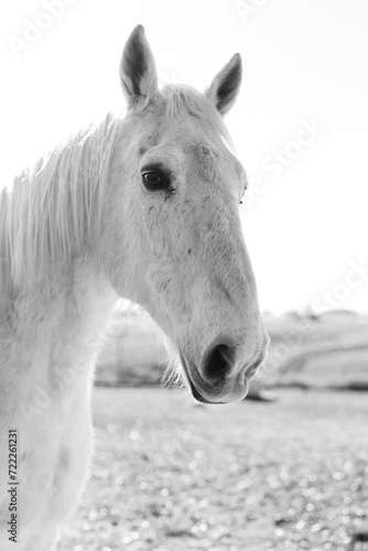 black and white portrait of a horse