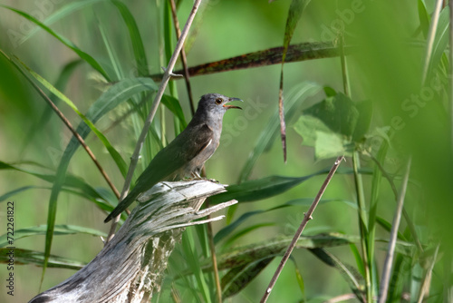Brush Cuckoo or Cacomantis variolosus seen in Nimbokrang in West Papua,Indonesia photo