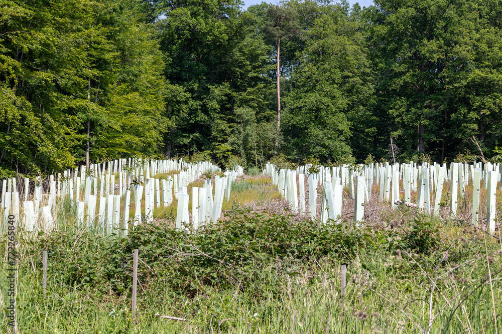 reforestation with tree seedlings with plastic tubes around stem growing in rows reforestation with tree seedlings with plastic tubes around stem growing in rows