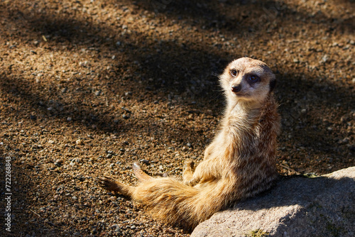 Meerkat sitting and looking at camera. Copy space