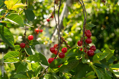 Cherry tree on an organic fruit farm