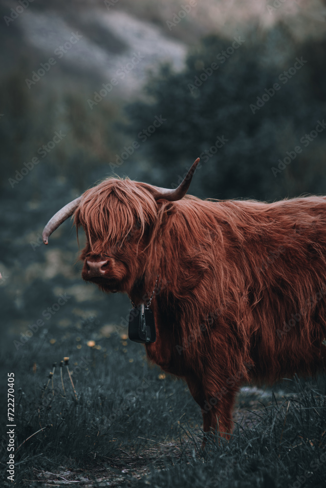 scottish highland cow