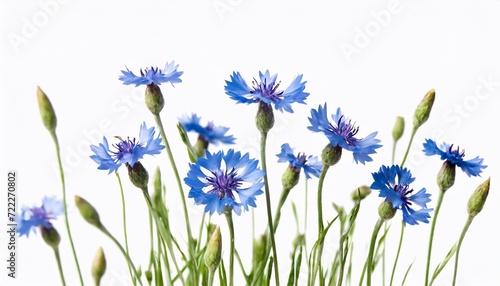 Blue cornflowers isolated on white background. Shallow dof.