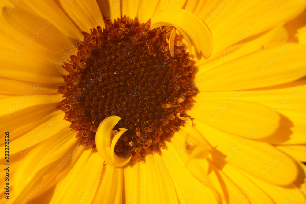Obraz premium Close up on calendula flower. Macro.