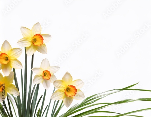 Narcissus flowers isolated on white background. Spring flowers.