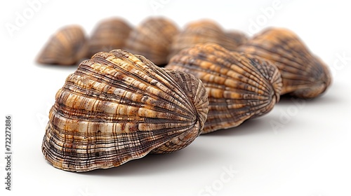 Fresh clams isolated on white background