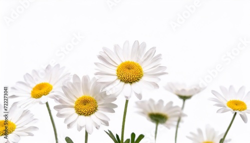 White daisies isolated on white background. Shallow dof.