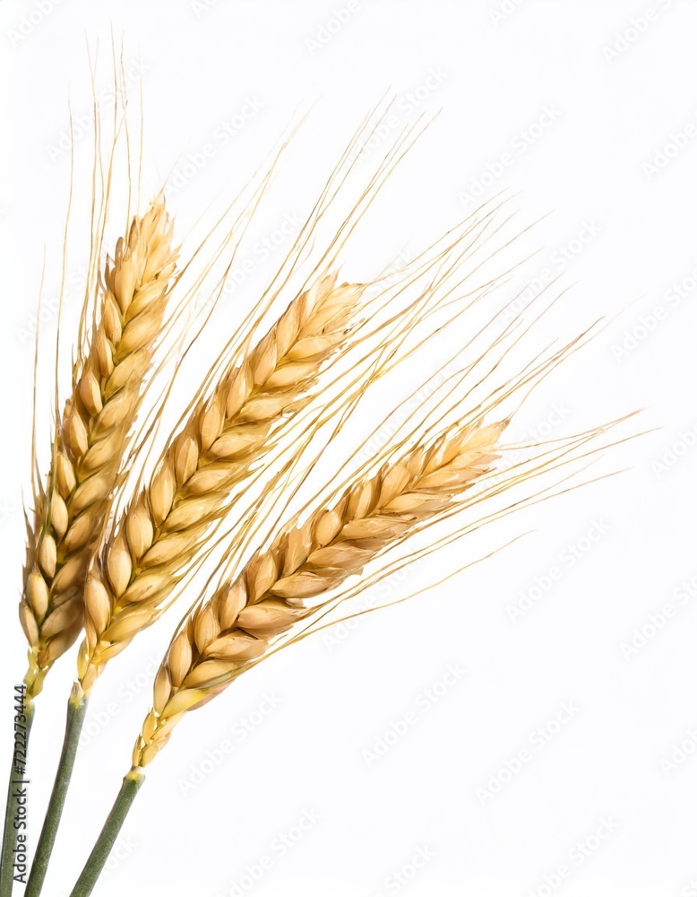 ears of wheat isolated on a white background. close-up. ears of wheat isolated on a white background. close-up.
