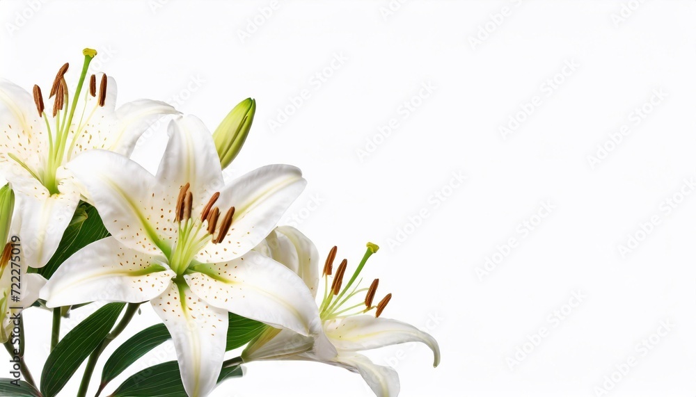 Fototapeta premium White lily on a white background. Place for your text.