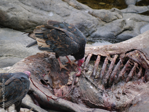 Vulture birds griffin eating a prey seal carcass on the coast of the Pacific Ocean in El Pangue, Chile photo