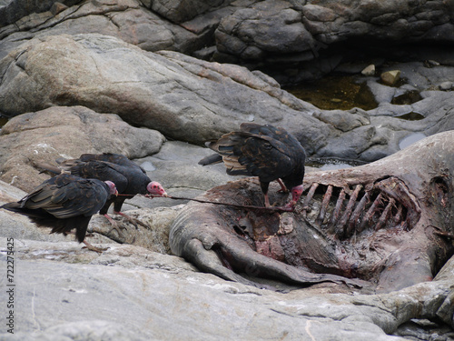 Vulture birds griffin eating a prey seal carcass on the coast of the Pacific Ocean in El Pangue, Chile photo