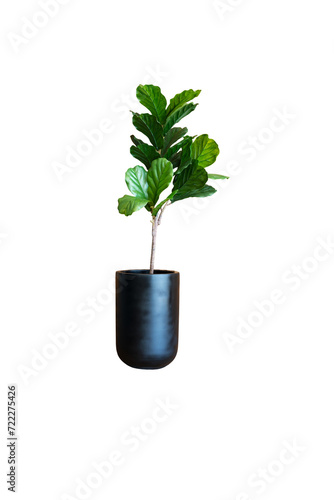 A single fiddle leaf fig tree stands in a sleek black pot, isolated against a black background, perfect for minimalist decor themes..