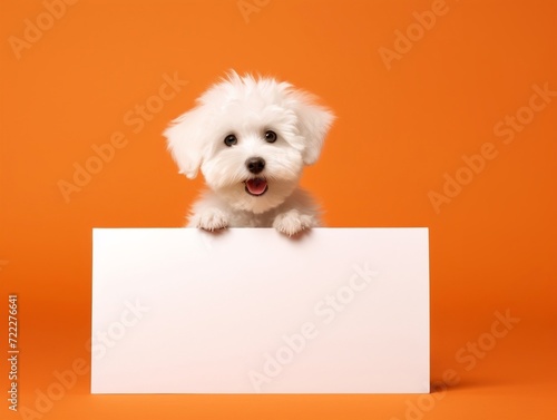 White puppy dog holding blank sign on orange background