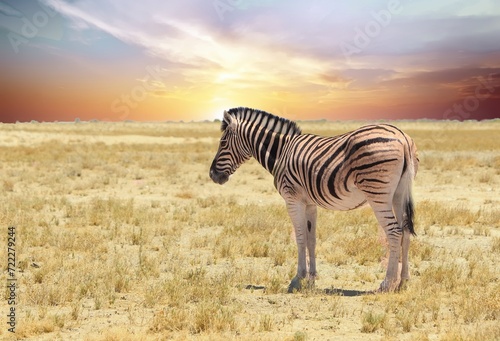 A Lone Zebra standing on the vast open empty dry African plains  with a nice pale blue sky.