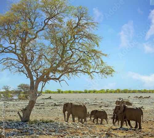 Small family herd with a calf walking towards a tall vibrant tree against a pale blue sky