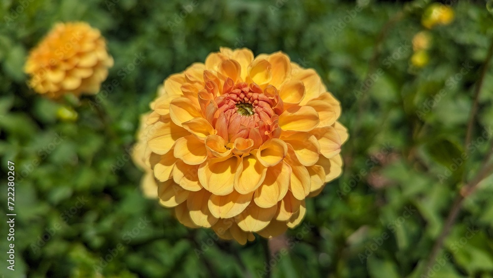 Yellow dahlia flower on a background of green leaves in the garden Yellow dahlia flower on a background of green leaves in the garden
