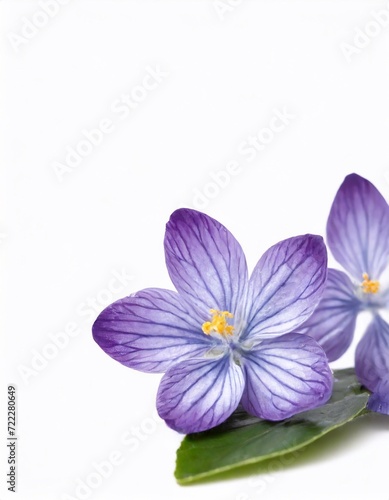 purple crocus flowers isolated on white background with space for text