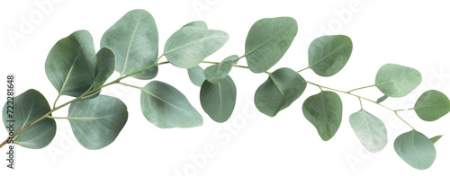 eucalyptus leaf isolated on white