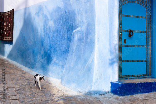 Cat walking on alley in Chefchaouen, the blue city of Morocco © Lucia Tieko