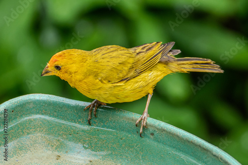 Atlantic Canary, a small Brazilian wild bird. The yellow canary Crithagra flaviventris is a small passerine bird in the finch family. photo