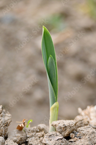 closeup the ripe green garlic plant growing in the farm with brown soil soft focus natural brown background.