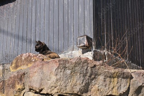 ネコ　冬　宮城県石巻市田代島　Cat Winter Tashirojima, Ishinomaki, Miyagi photo