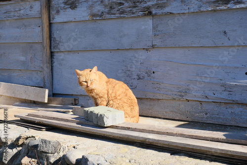 ネコ　冬　宮城県石巻市田代島　Cat Winter Tashirojima, Ishinomaki, Miyagi
