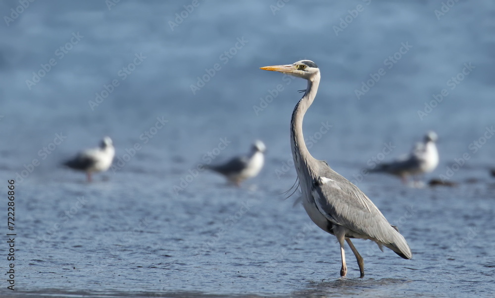 Gray Heron on seaside, Ardea cinerea, birds of Montenegro Gray Heron on seaside, Ardea cinerea, birds of Montenegro