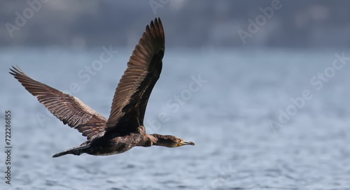 Great cormorant in flight, Phalacrocorax carbo, birds of Montenegro	