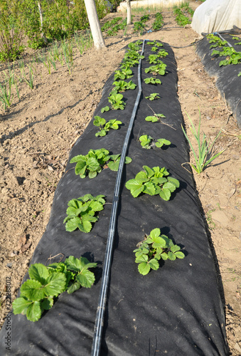 Growing strawberries using black agrofiber photo