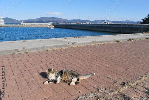 ネコ　冬　宮城県石巻市田代島　Cat Winter Tashirojima, Ishinomaki, Miyagi